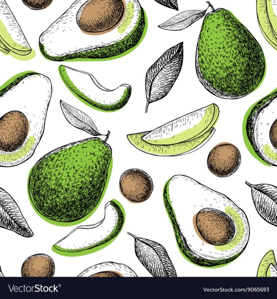 Авокадо вектор Графика