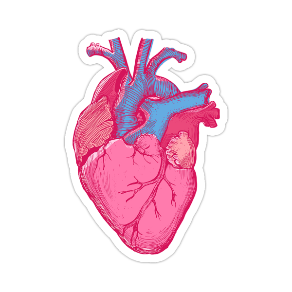 Сердце человека вектор