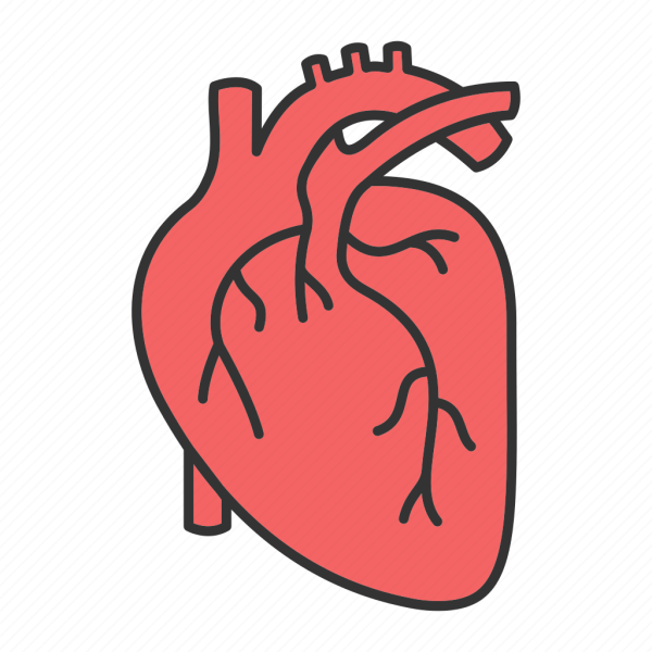 Сердце анатомия