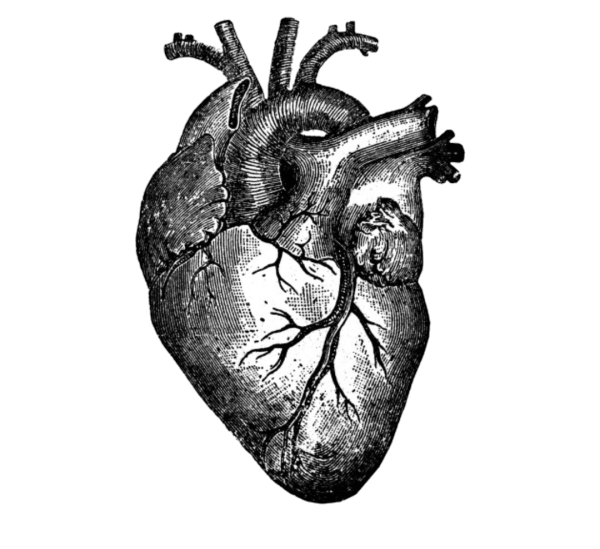 Наклейки человеческого сердца
