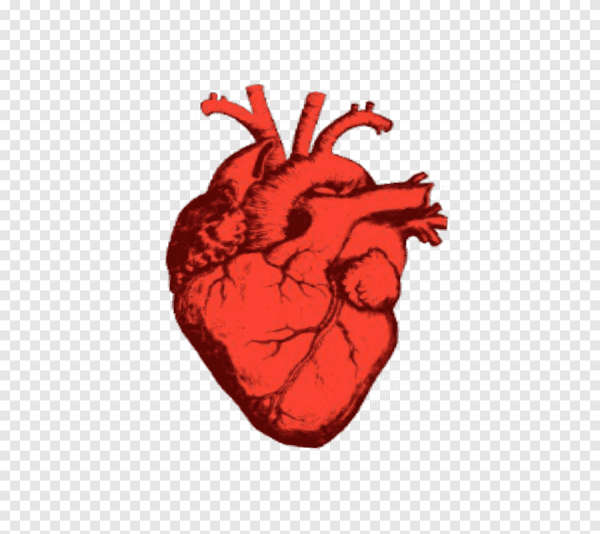 Настоящее сердце вектор