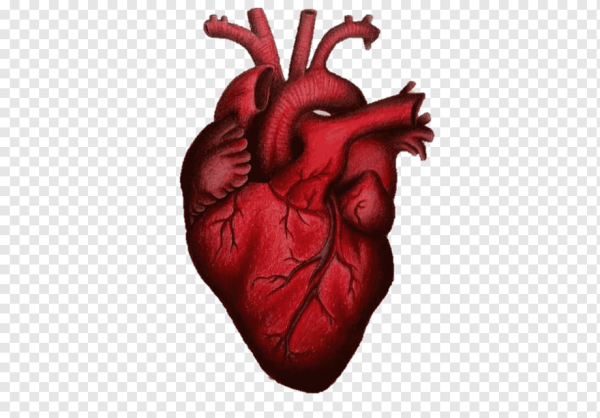 Плакат сердце человека