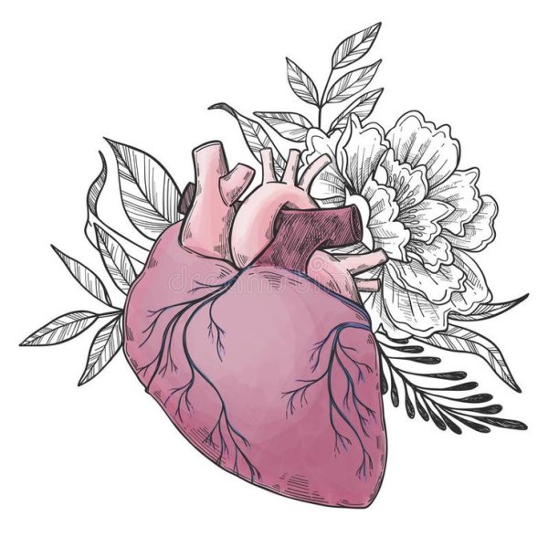 Сердце человека разрезанное