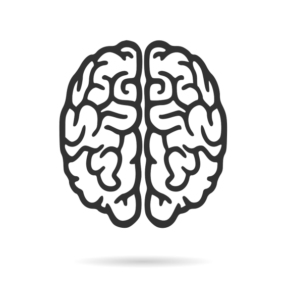 Мозг контур вектор