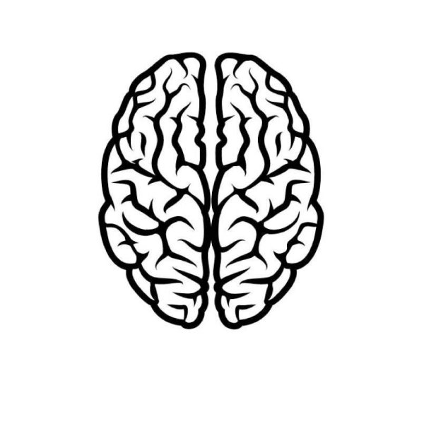 Мозг очертания