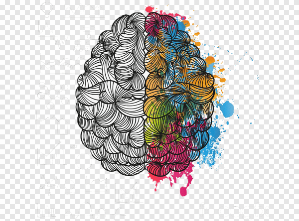 2 Полушария мозга