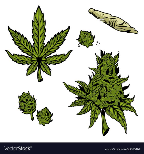 Шишка конопли вектор