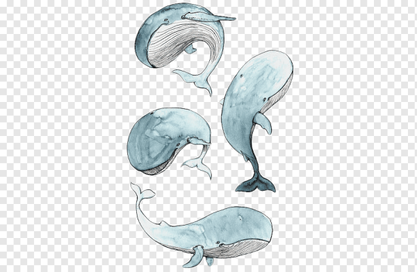 Картинки для срисовки кит