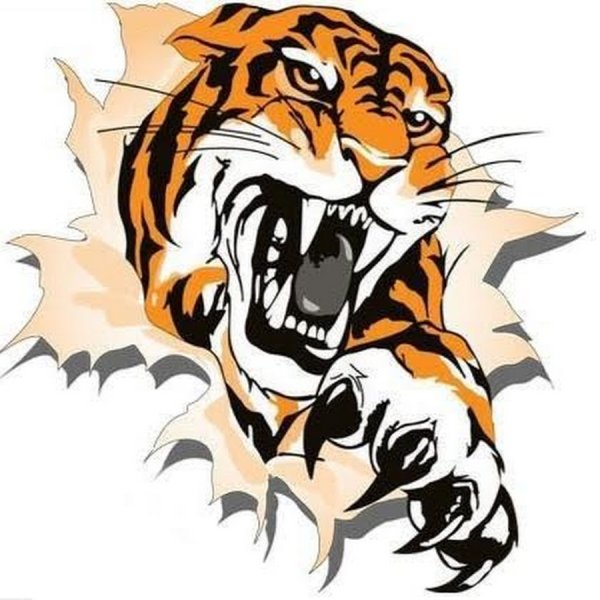 Тигр лежит вид сбоку