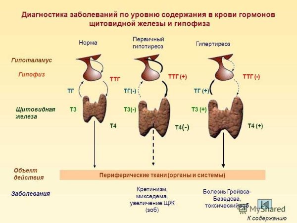 Норма гормонов ТТГ т3 т4