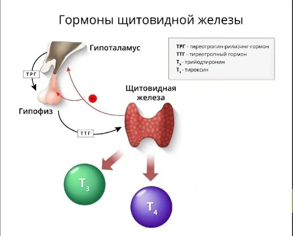 Схема действия гормонов щитовидной железы