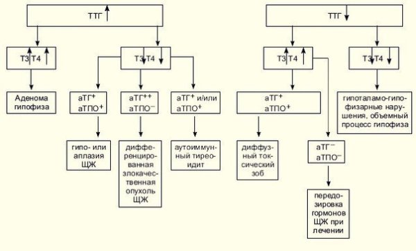 Высокий ТТГ при нормальном т4 и т3