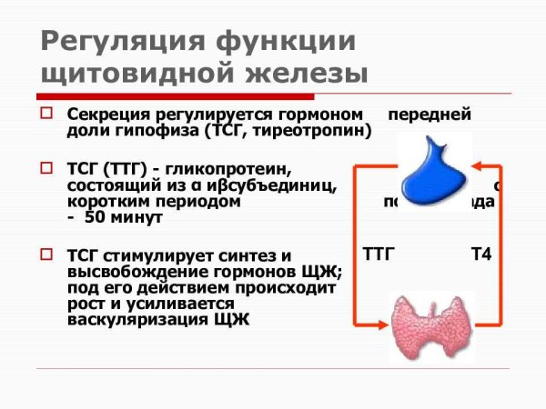 Регуляция секреции йодсодержащих гормонов щитовидной железы