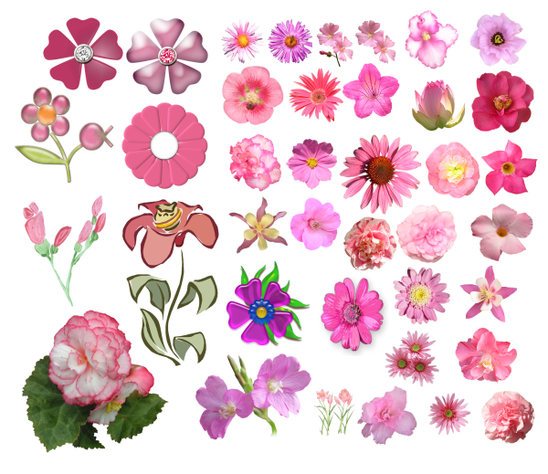 Маленькие цветные цветы