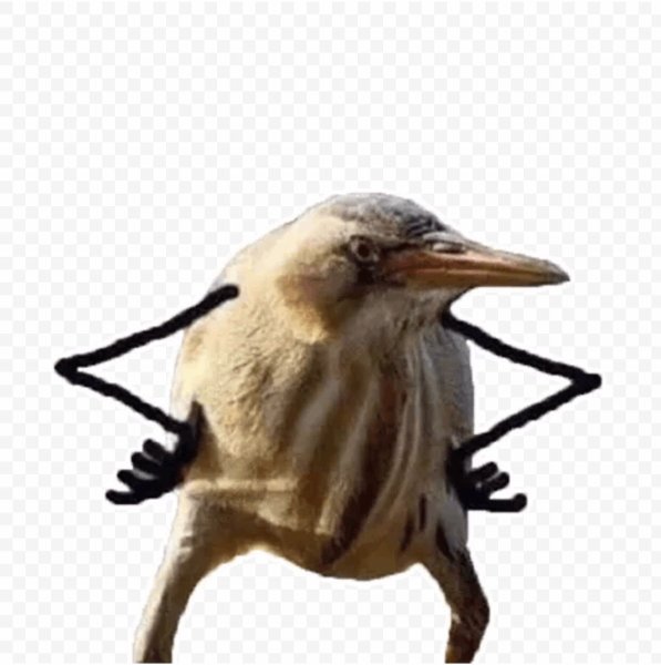 Так блэт птичка