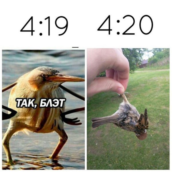 Стикеры Воробушек чирик