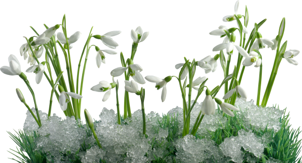 Подснежники на прозрачном фоне