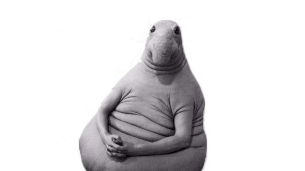 ВАЛАКАС Ждун