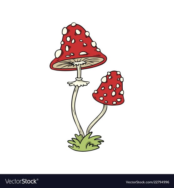 Мухомор вектор
