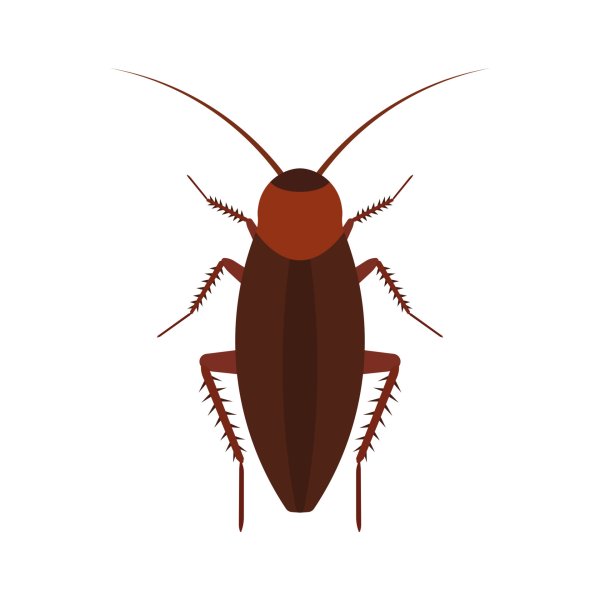 Таракан вид сверху