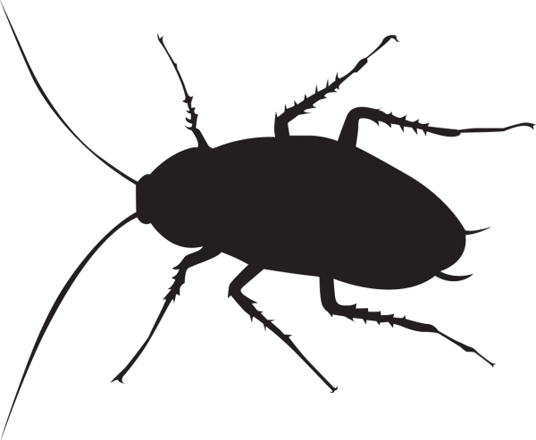 Таракан на белом фоне