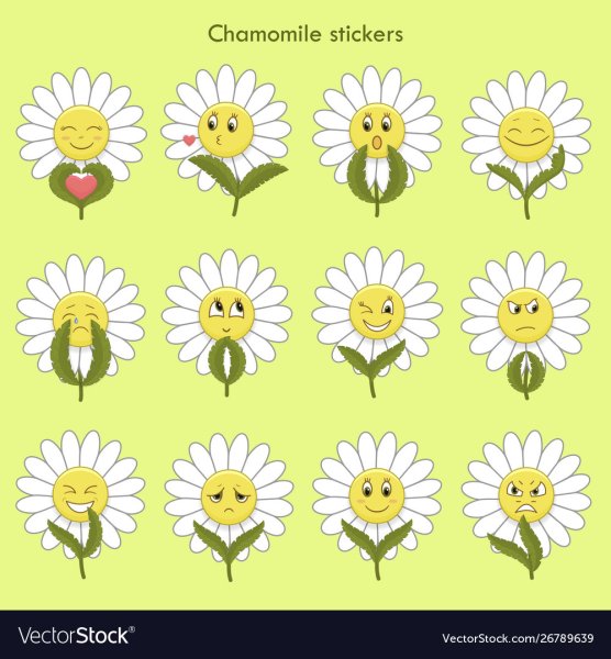 Ромашка на белом фоне