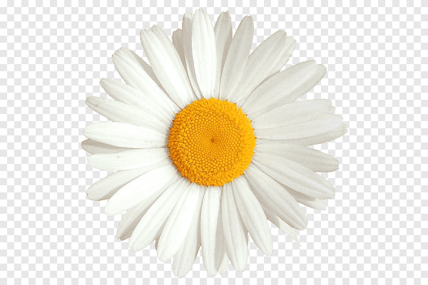 Стикеры цветы ромашки