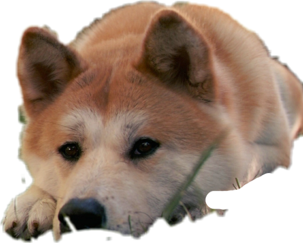 Наклейка Хатико