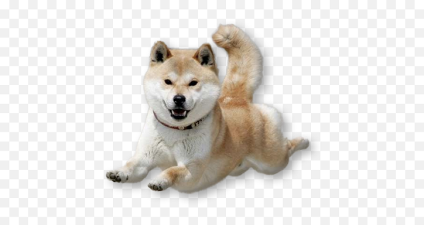 Танцующий сиба ину