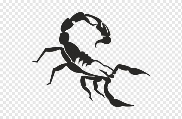 Скорпион черно белый