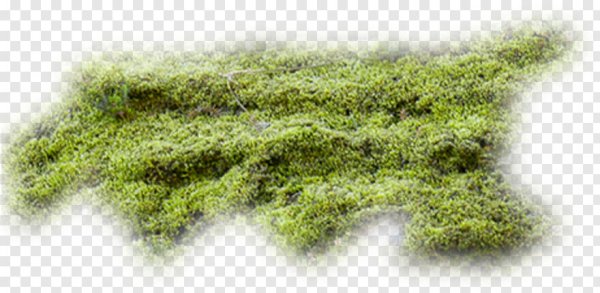 Мох для фотошопа