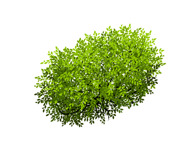 Куст на прозрачном фоне