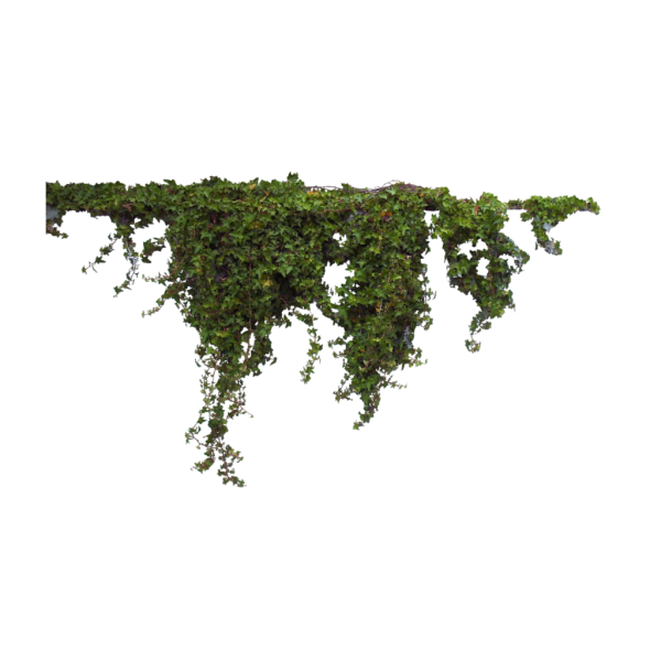 Свисающий мох