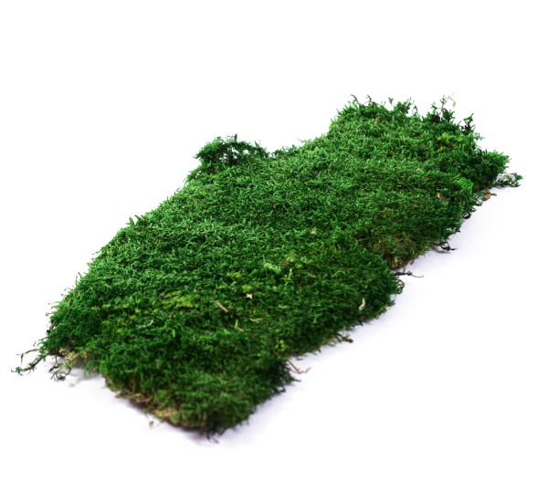 Мох на белом фоне