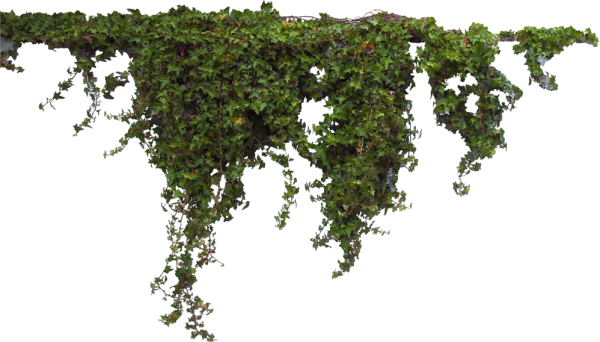 Свисающий мох