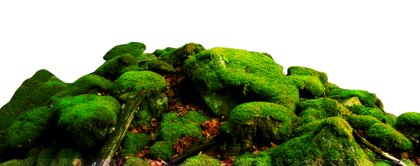 Камни с мхом на прозрачном фоне