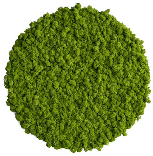 Круг из мха