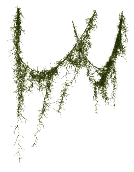 Свисающий мох