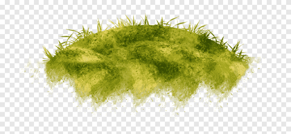 Трава Кочки на прозрачном фоне