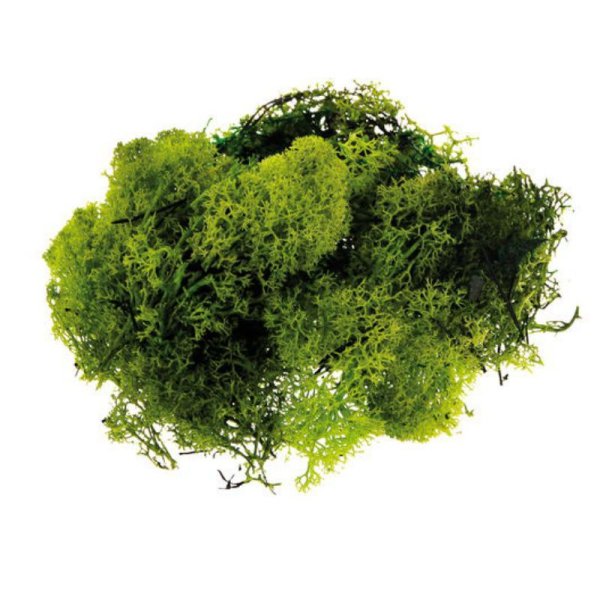 Мох Грин дарк