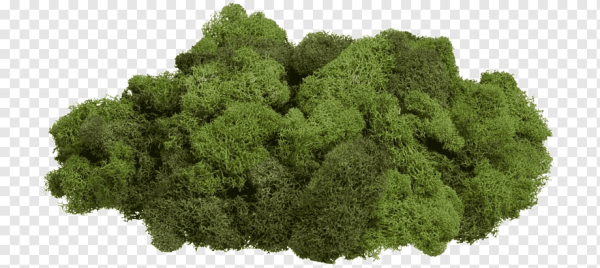 Мох на белом фоне