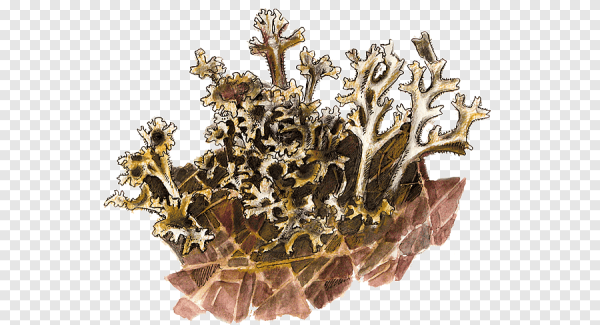 Дубовый мох