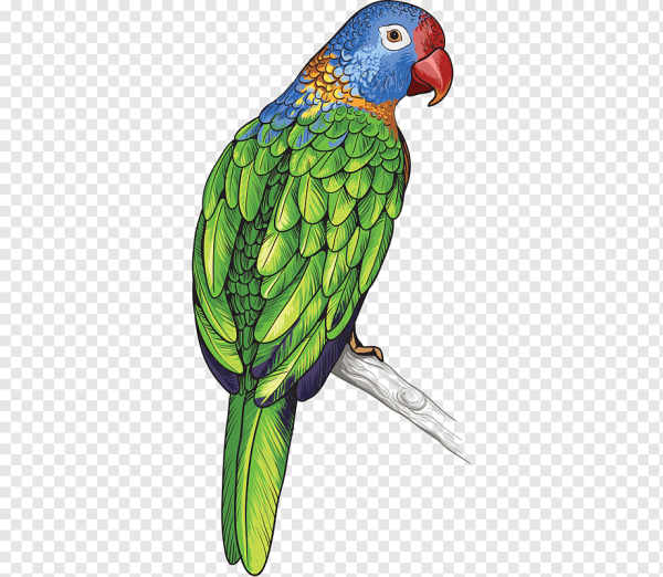 Наклейка попугай