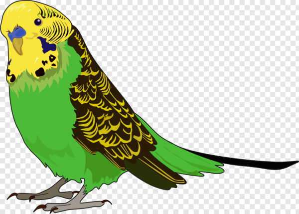 Попугай мультяшный
