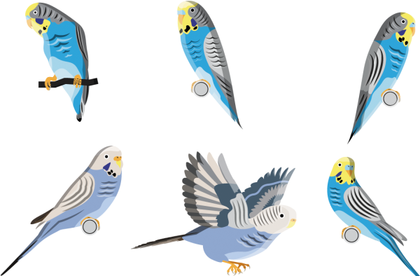 Волнистый попугайчик аниме