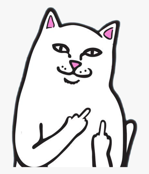 Котик показывает 4