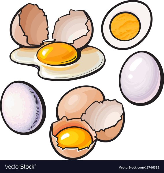 Яйцо вектор