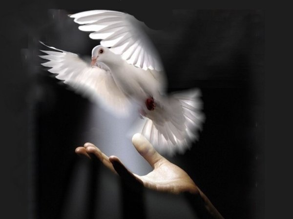 Царство небесное голубь