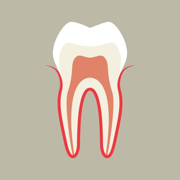 Строение зуба вектор