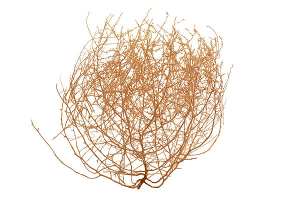 Перекати поле